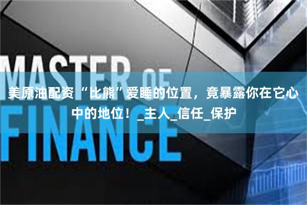 美原油配资 “比熊”爱睡的位置，竟暴露你在它心中的地位！_主人_信任_保护